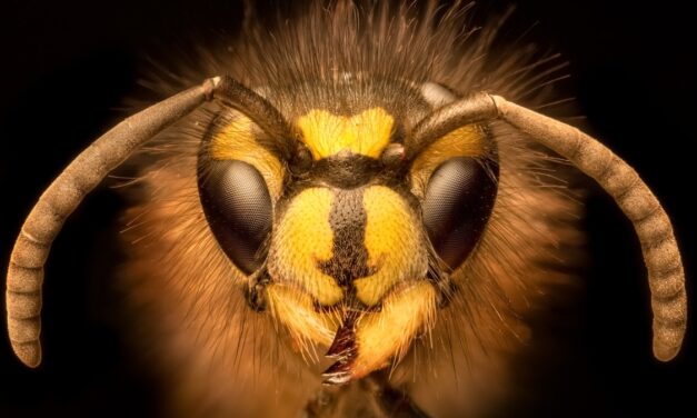 What yellowjacket stings reveal about how scientists measure pain