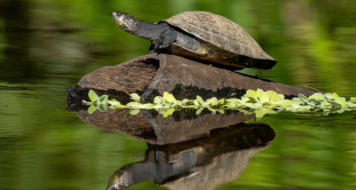 What, Exactly, Is a Turtle?