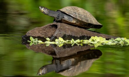 What, Exactly, Is a Turtle?