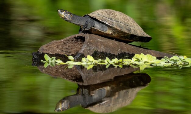 What, Exactly, Is a Turtle?