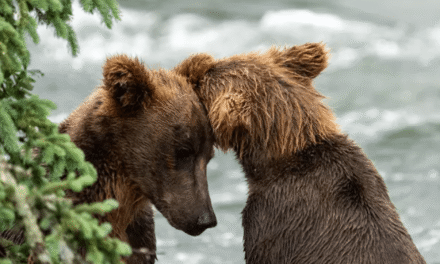 Don’t worry, Katmai’s brown bears didn’t vanish from Brooks Falls