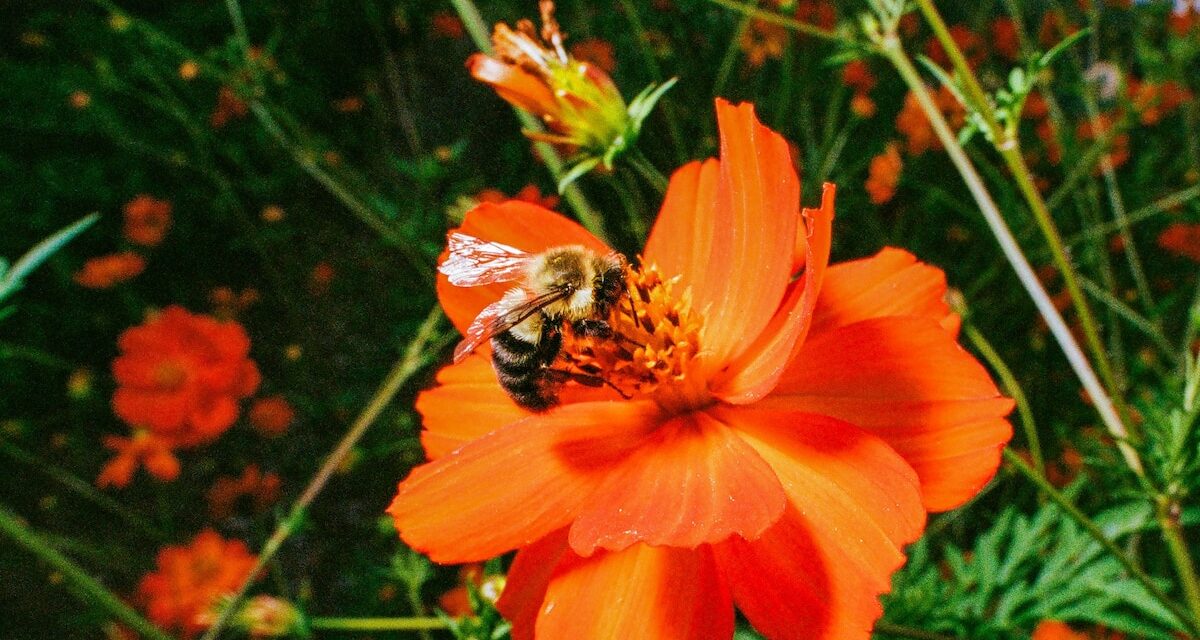 Hot Days Are Hard on Bees. Here’s How You Can Help Them Cool Off.