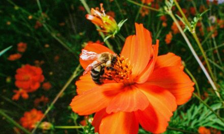 Hot Days Are Hard on Bees. Here’s How You Can Help Them Cool Off.