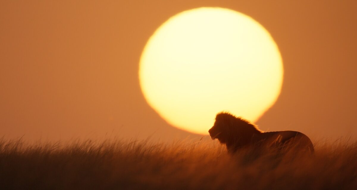 After The Lion King, Jon Favreau Wanted to Film the Real Thing