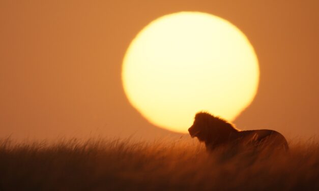 After The Lion King, Jon Favreau Wanted to Film the Real Thing