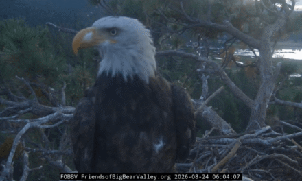 Kaydee the bald eagle visits Shadow’s nest with a feather in her nostril