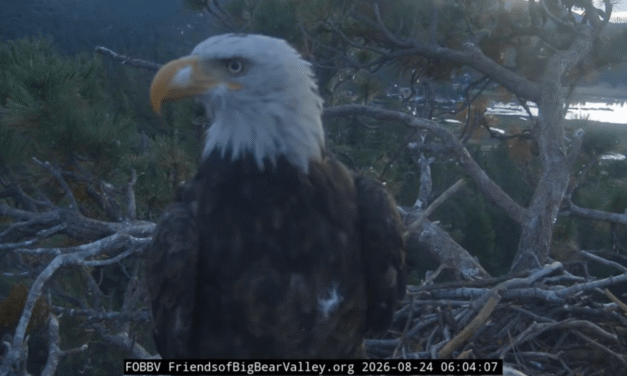 Kaydee the bald eagle visits Shadow’s nest with a feather in her nostril