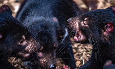 Iconic Australian mammals could be at real risk from bird flu. Could we protect them using vaccines in baits?