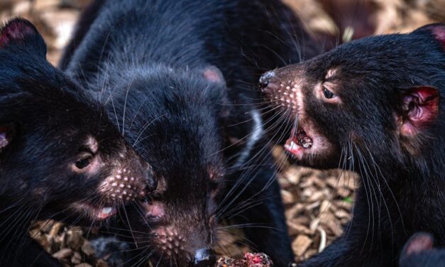 Iconic Australian mammals could be at real risk from bird flu. Could we protect them using vaccines in baits?