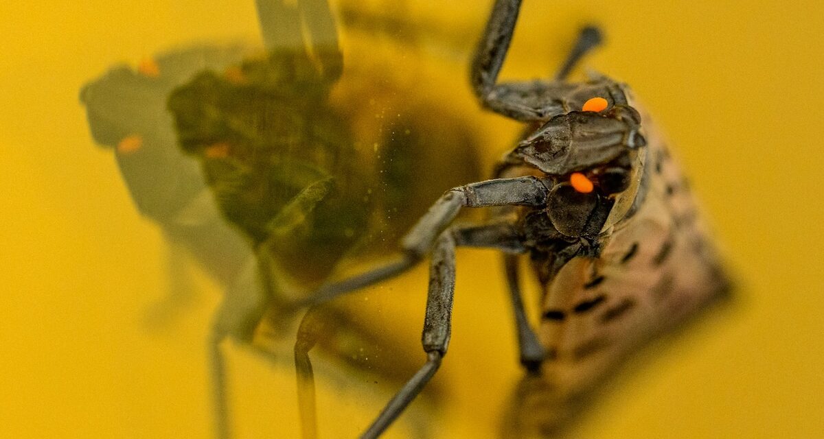 The Surprising Secret Weapon Against Spotted Lanternflies
