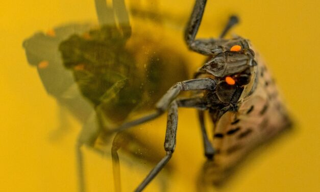The Surprising Secret Weapon Against Spotted Lanternflies