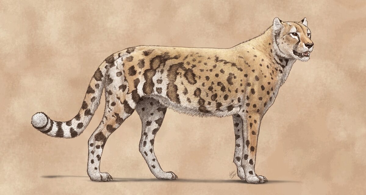 DNA Reveals the Extinct ‘American Cheetah’ Wasn’t Actually a Cheetah