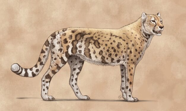 DNA Reveals the Extinct ‘American Cheetah’ Wasn’t Actually a Cheetah