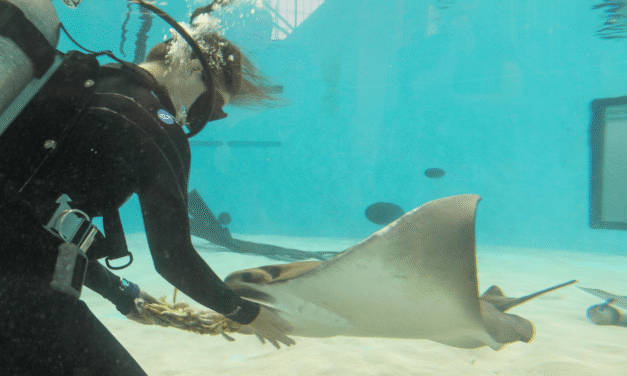 Happy Birth-ray! Mystic the cownose ray turns 27