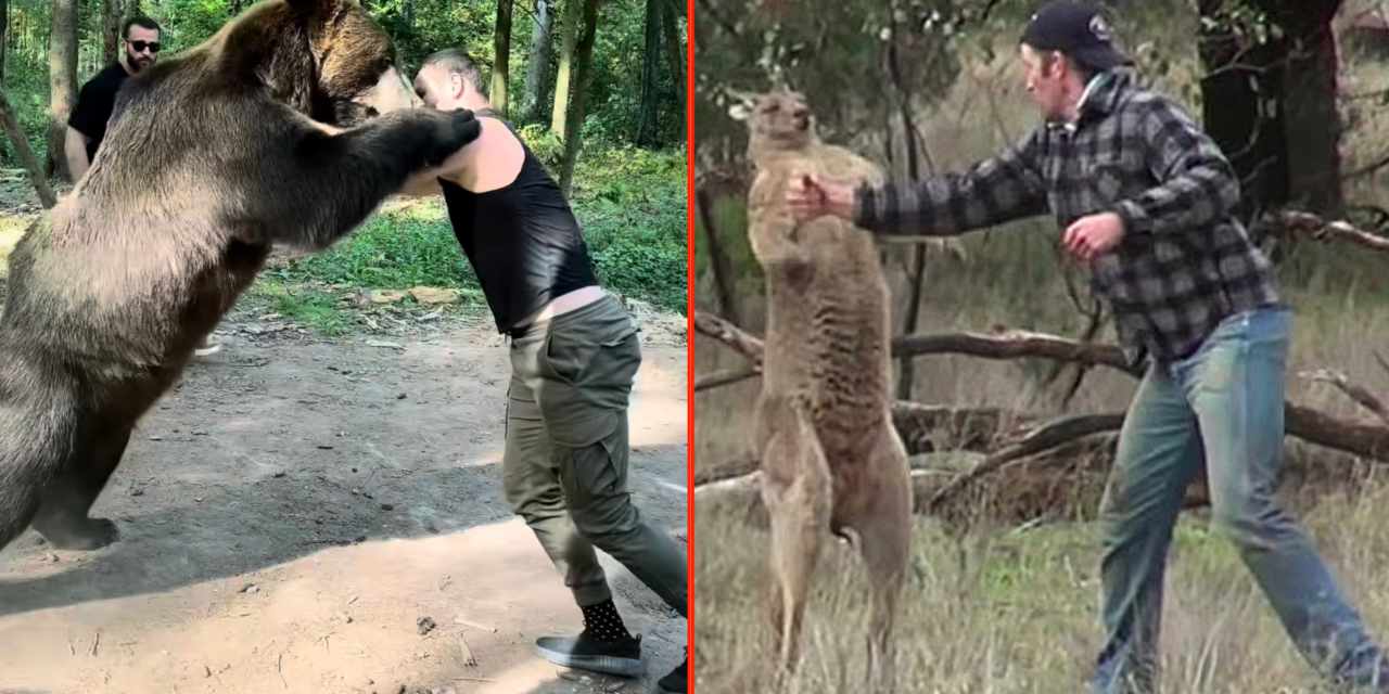 Four times fighters took on deadly animals after MMA star books PPV bout with chimp