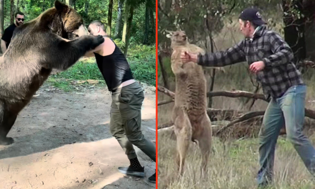 Four times fighters took on deadly animals after MMA star books PPV bout with chimp