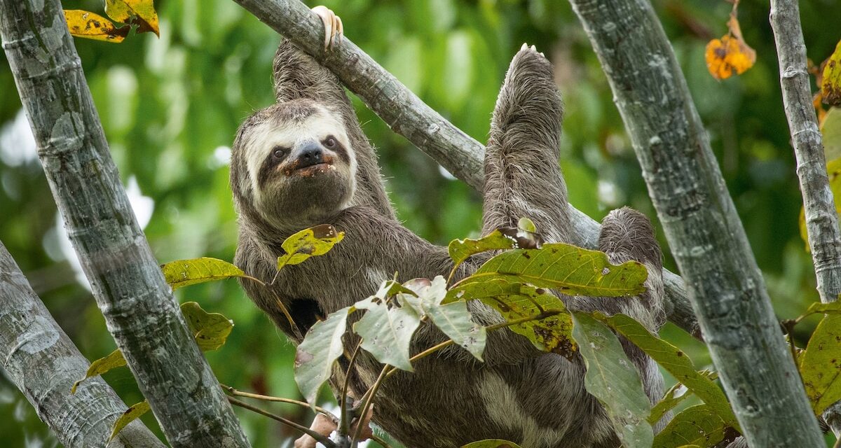 Want to See a Sloth? Here’s How to Do it Responsibly
