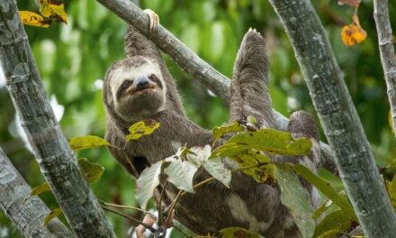 Want to See a Sloth? Here’s How to Do it Responsibly