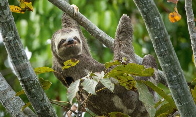 Want to See a Sloth? Here’s How to Do it Responsibly