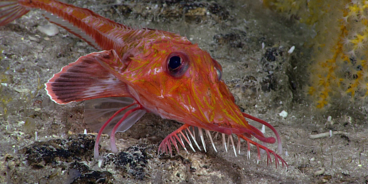 Backwards-walking fish caught on video in the South China Sea