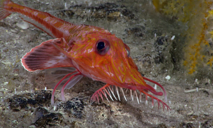 Backwards-walking fish caught on video in the South China Sea