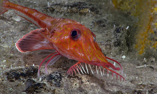 Backwards-walking fish caught on video in the South China Sea