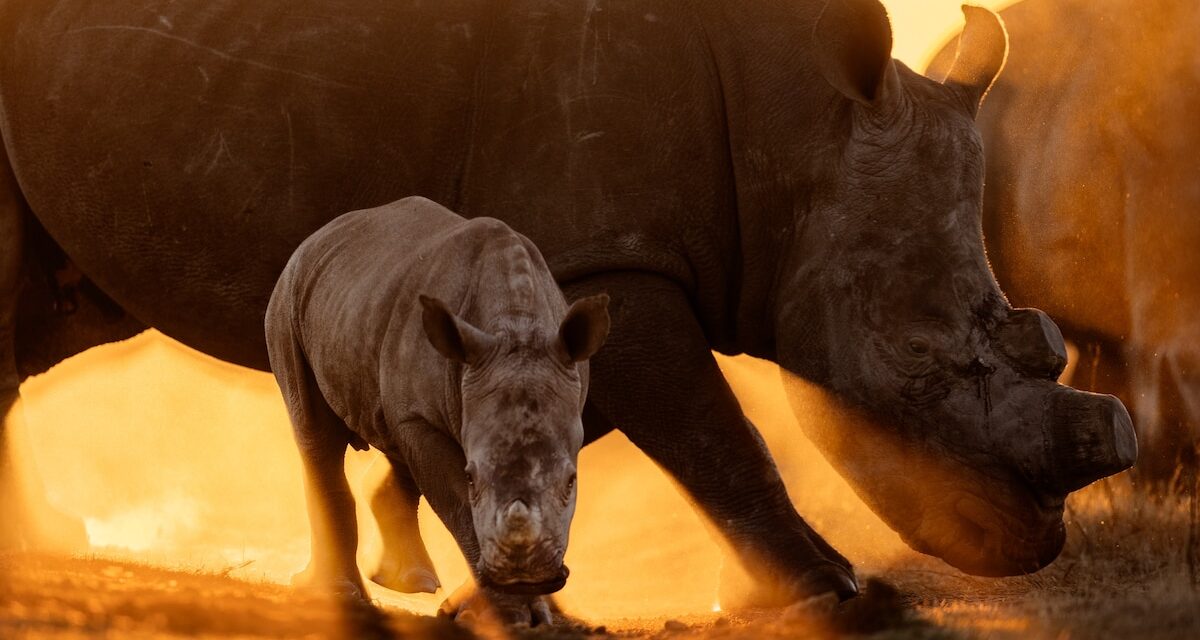 What Does It Take to Move 2,000 Rhinos?