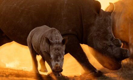 What Does It Take to Move 2,000 Rhinos?