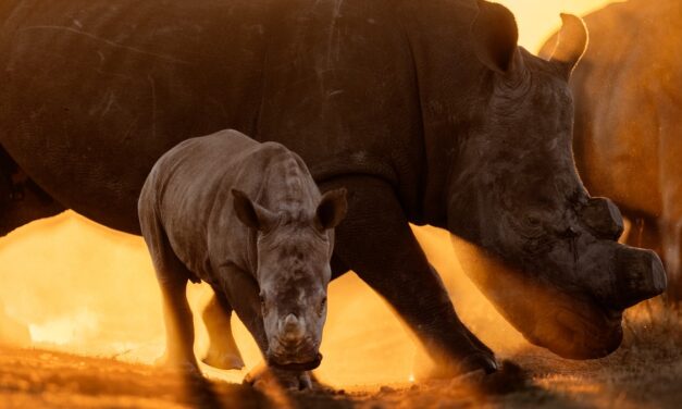 What Does It Take to Move 2,000 Rhinos?
