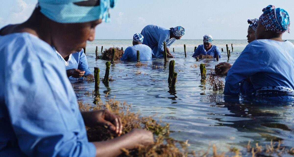 Meet the Women Transforming Zanzibar’s Seaweed Industry