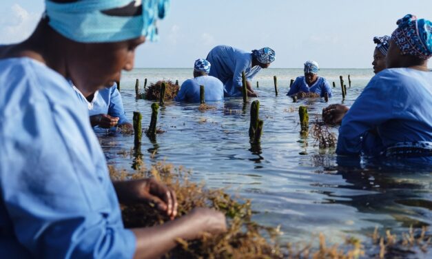 Meet the Women Transforming Zanzibar’s Seaweed Industry