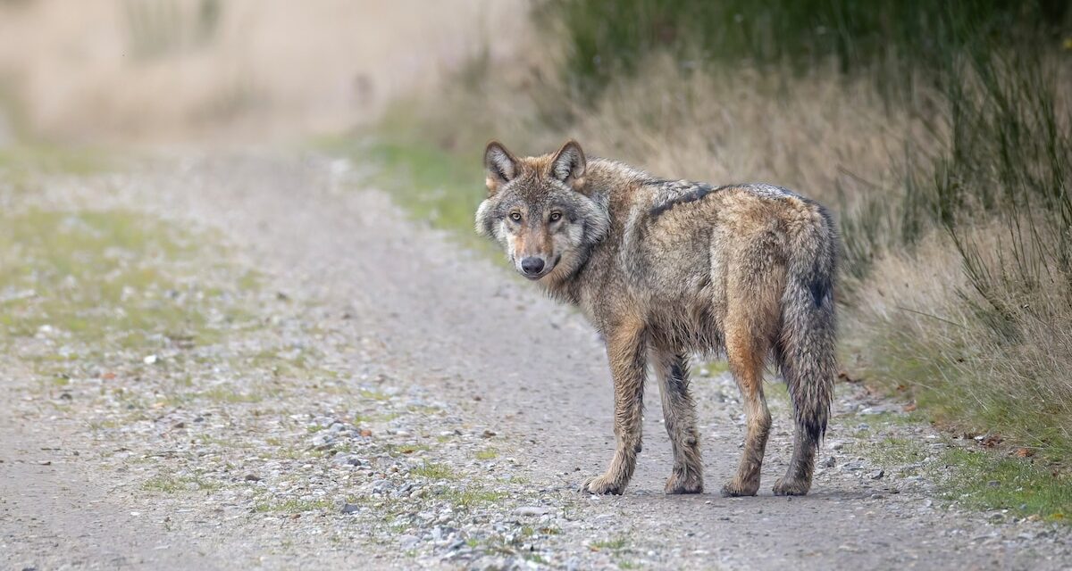 Who’s Afraid of the Big Bad Danish Wolf?