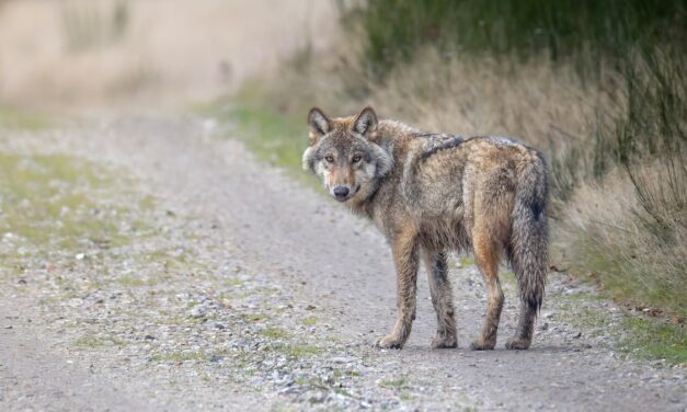 Who’s Afraid of the Big Bad Danish Wolf?