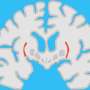 Recordings from hidden brain region reveal clues to how we handle uncertainty