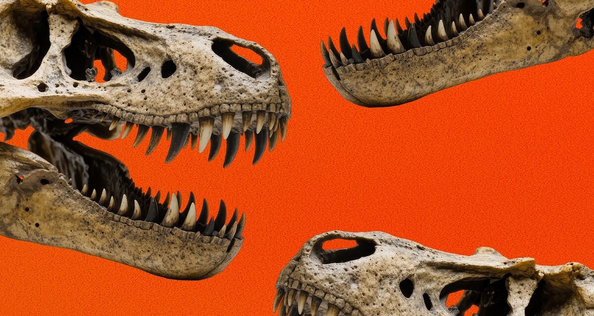The Complicated Social Life of a Tyrannosaurus Rex