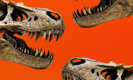 The Complicated Social Life of a Tyrannosaurus Rex