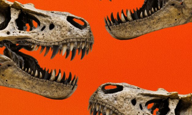 The Complicated Social Life of a Tyrannosaurus Rex