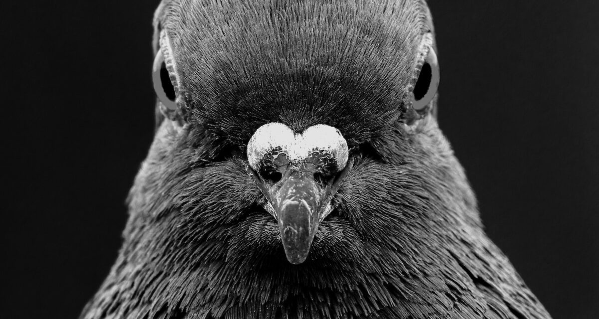 For Most of History, Pigeons Were Beloved. What Happened?