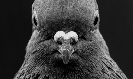 For Most of History, Pigeons Were Beloved. What Happened?