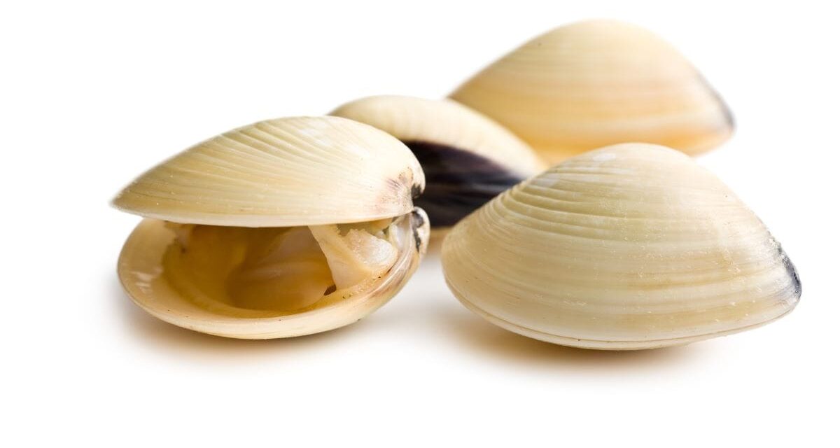 Oysters, clams linked to Salmonella outbreak; river closed to harvesting
