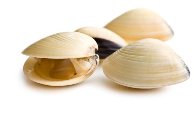 Oysters, clams linked to Salmonella outbreak; river closed to harvesting