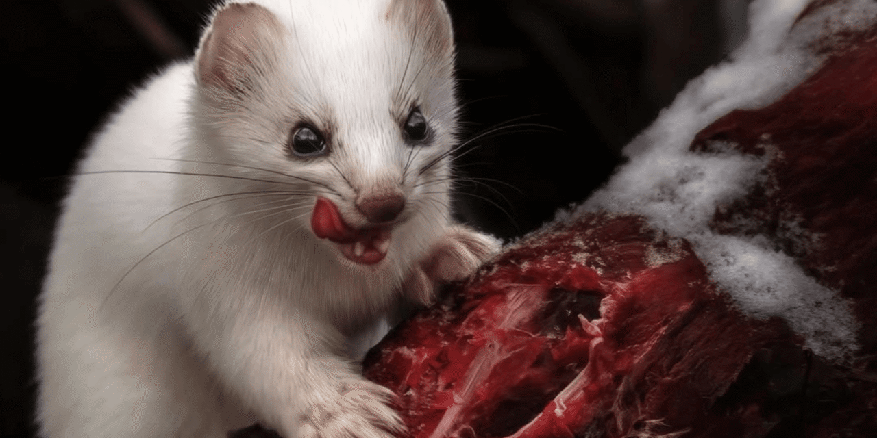 8 fierce animals show just how metal nature is