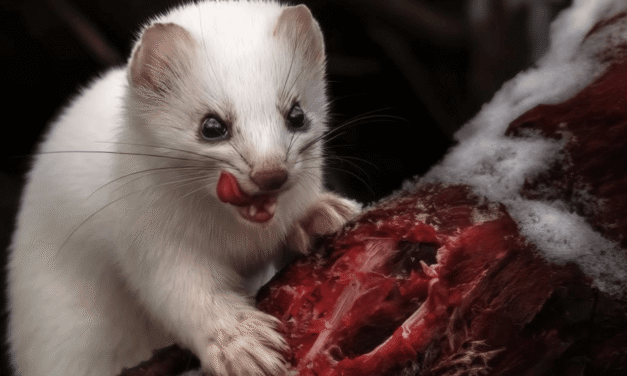 8 fierce animals show just how metal nature is