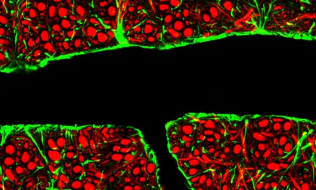 The Quest to Deliver Alzheimer’s Drugs Directly to the Brain