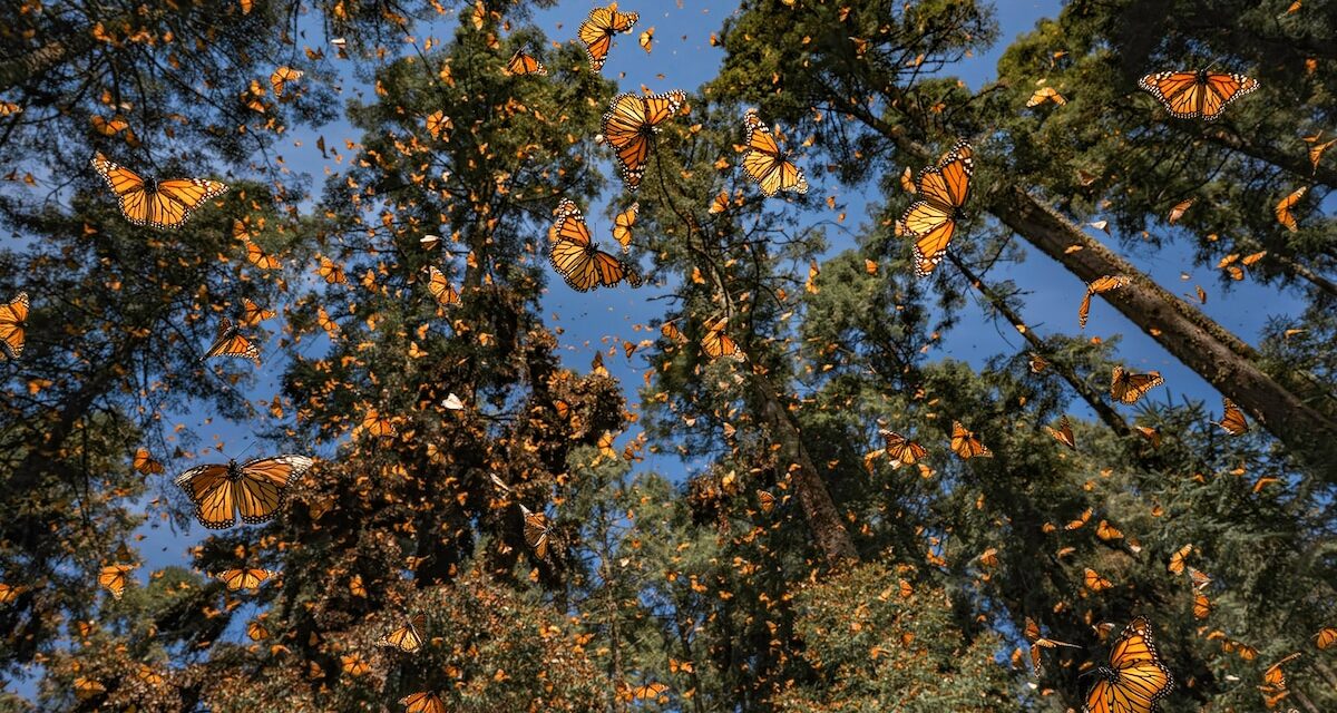 It Took 20,000 Shots to Capture This Extraordinary Moment in Nature